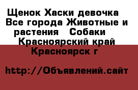 Щенок Хаски девочка - Все города Животные и растения » Собаки   . Красноярский край,Красноярск г.